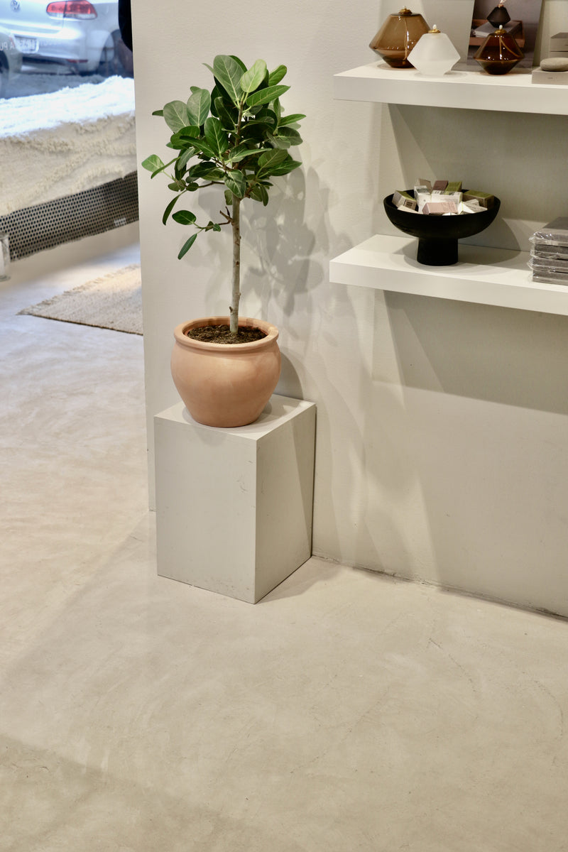 Interiör i gråbeige microcement – butiksmiljö, hylla, planta